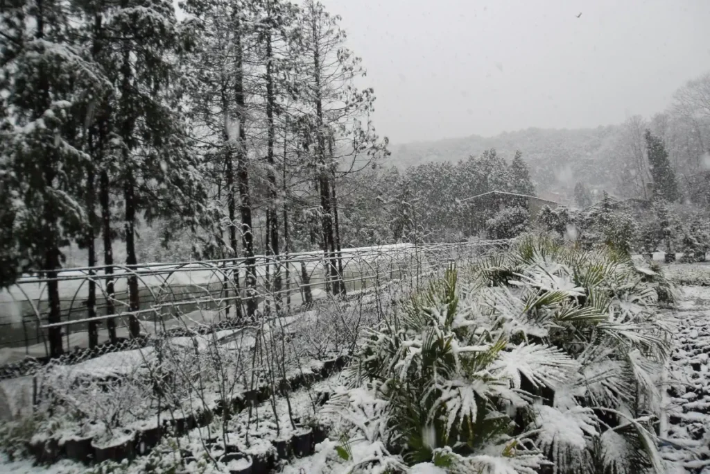 Bahçeköy Plant Nursery Under Snow, with palm saplings in the foreground. January 2012