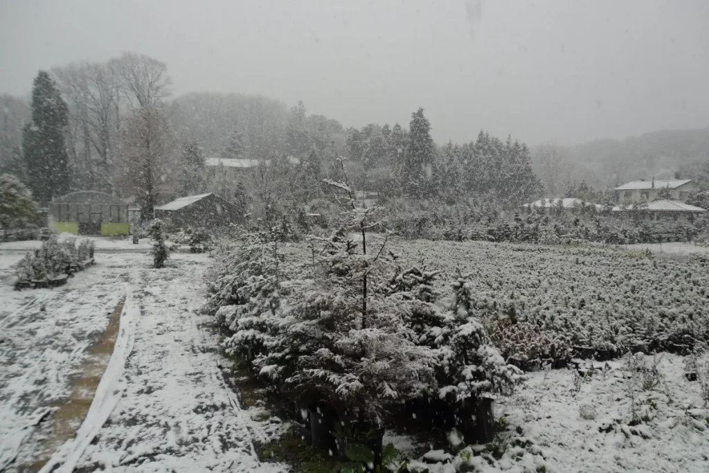 Snow-covered pine tree saplings at Bahçeköy Nursery with Belgrad Forest in the background.