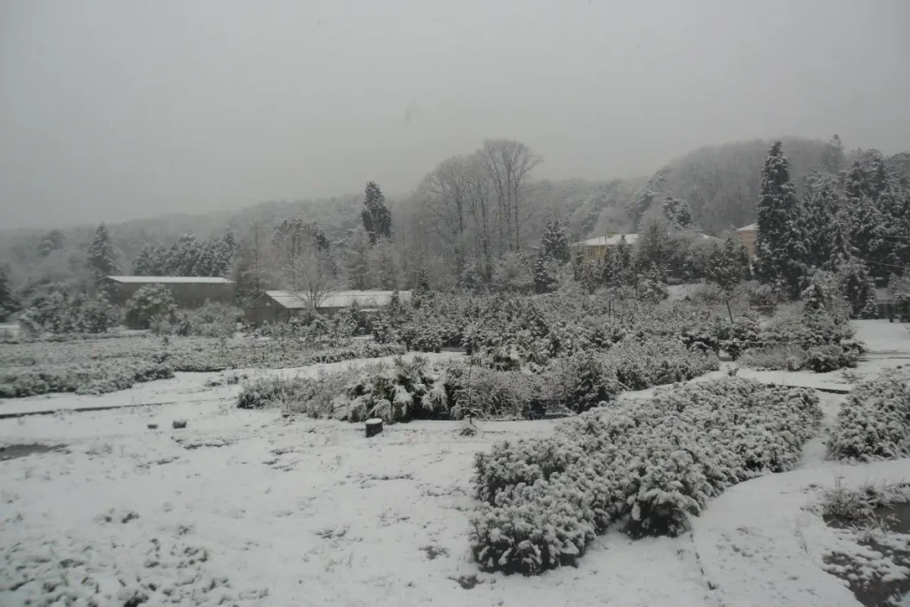 Bahçeköy plant nursery under snow