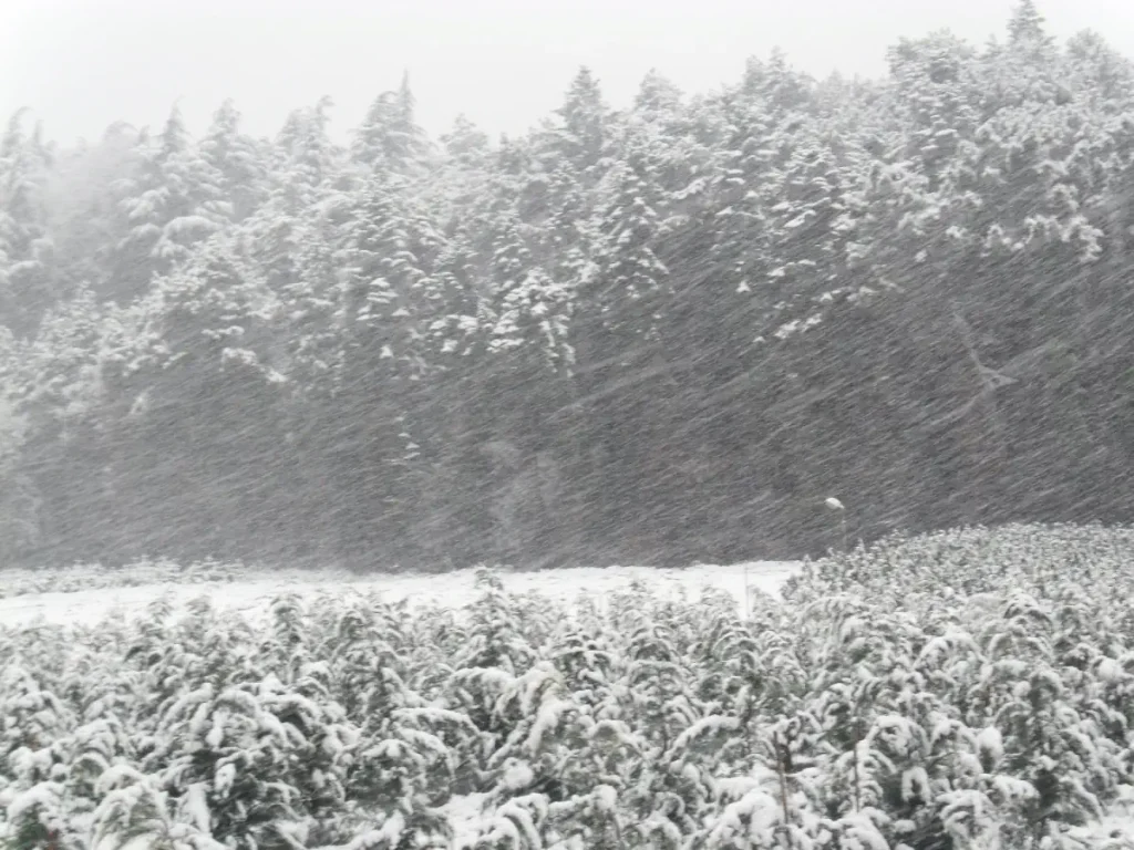 Bahçeköy plant nursery under snow