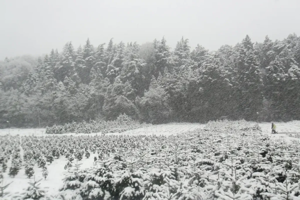 Snow-covered pine saplings stretch across Bahçeköy Nursery, with the dense, snow-laden trees of Belgrad Forest in the background. The heavy snowfall creates a peaceful winter scene, blanketing the landscape in white. Two people walks through the nursery, adding a sense of scale to the vast, snow-filled expanse.