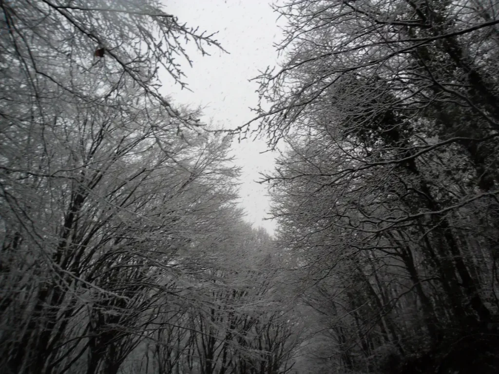 Belgrad Forest under snow - a tunnel of trees. January 2012