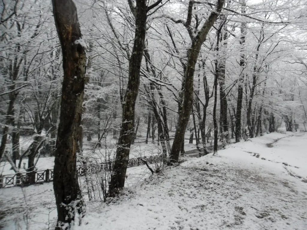 Belgrad Forest under snow