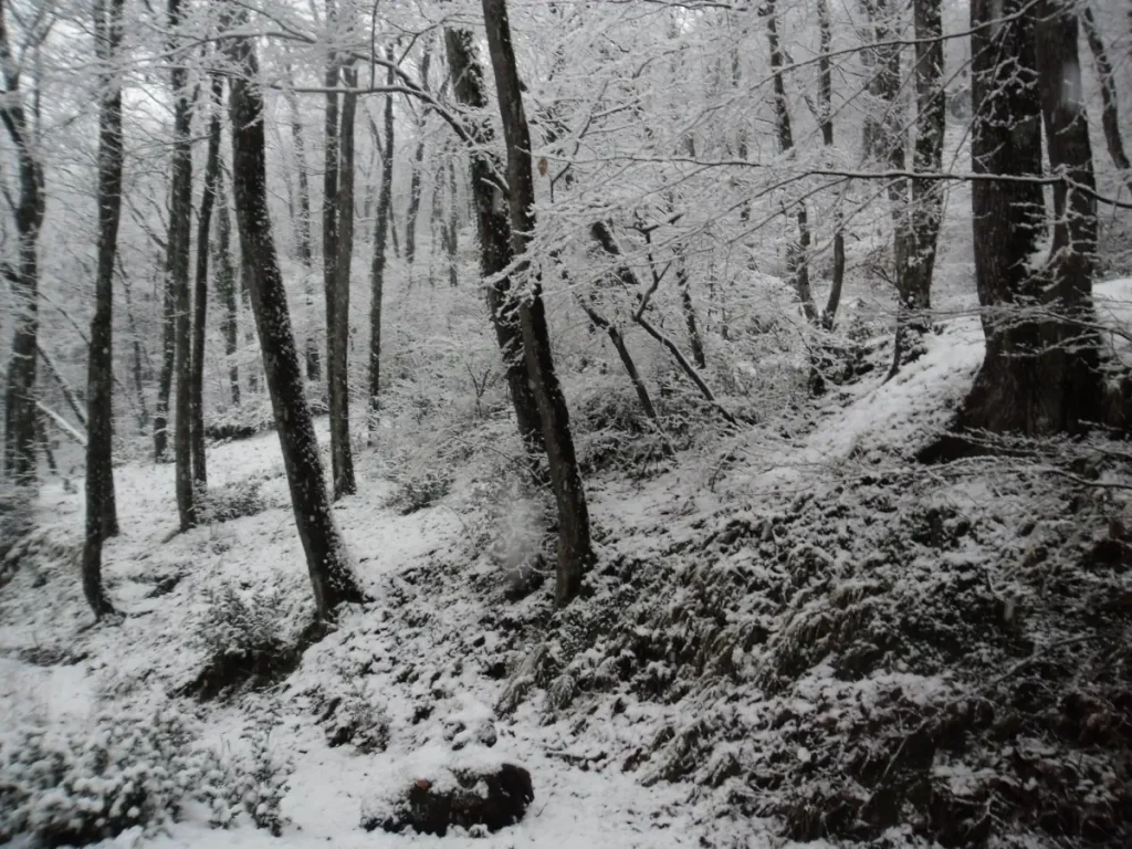 Belgrad Forest under snow