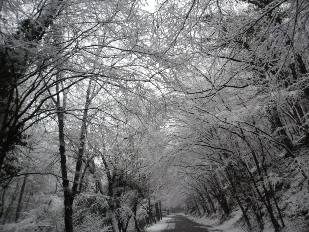 Belgrad Forest under snow. A tunnel of snow-covered trees arches over the road.
