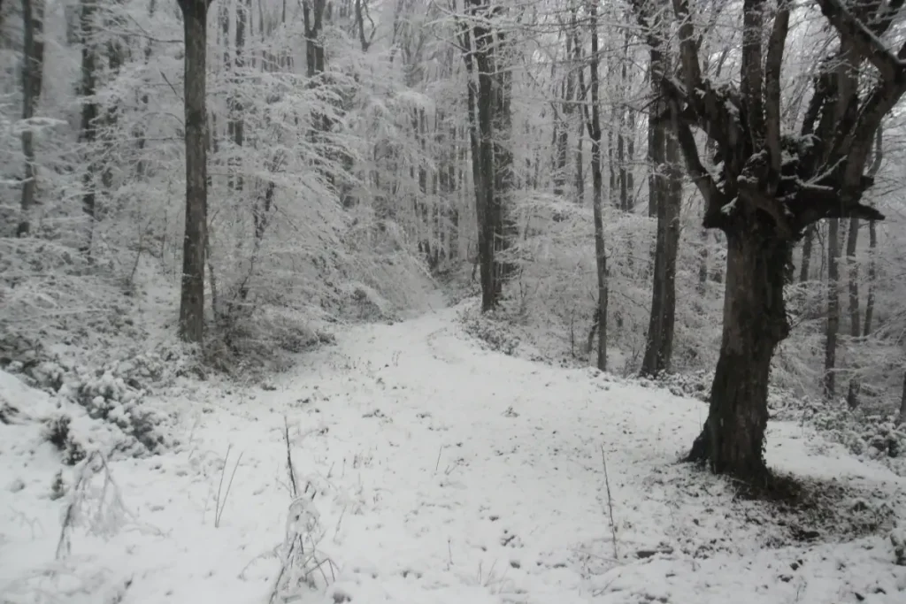 A quiet, snow-covered path winds through Belgrad Forest