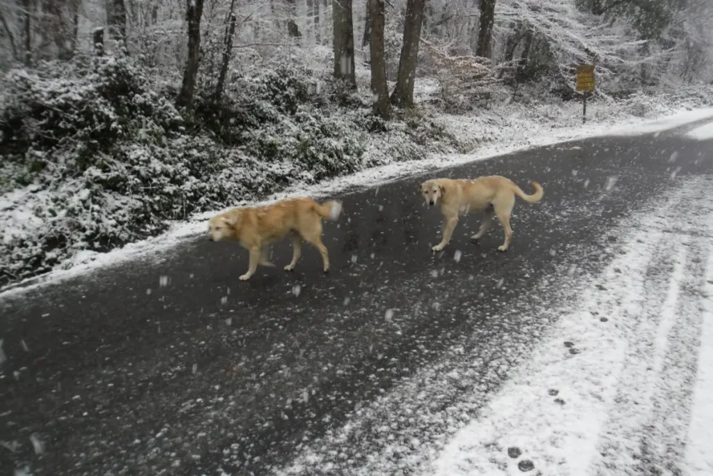 The lovely dogs of Belgrad Forest