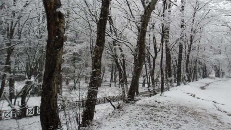 Belgrad Forest under snow, January 2012