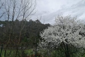 Spring in Istanbul: Greengage blossoms in Bahçeköy