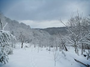 Belgrade Forest [İstanbul] under snow