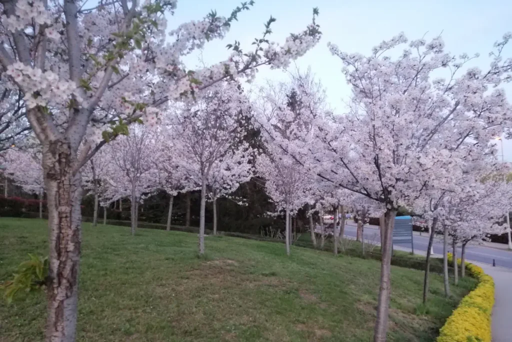 Blossoms at the Istanbul Technical University (ITU) campus.