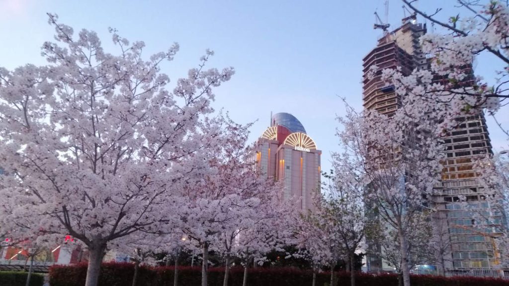Blossoms at the Istanbul Technical University (ITU) campus and the Maslak skyline. Hilton hotel is on the left, Rams Beyond Istanbul (formerly known as the Rams Tower and the Diamond of İstanbul) is on the right.