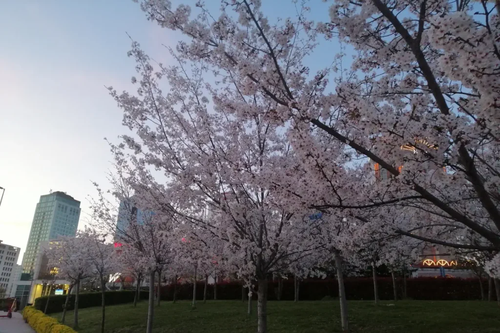 Blossoms at the Istanbul Technical University (ITU) campus and the Maslak skyline.