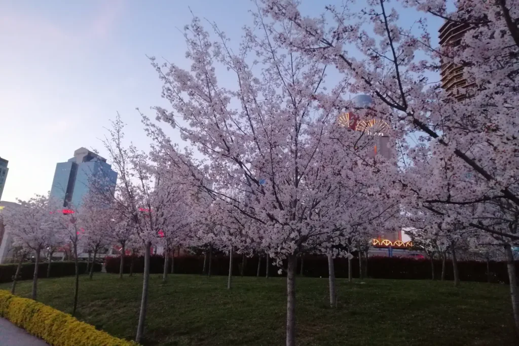 Blossoms at the Istanbul Technical University (ITU) campus and the Maslak skyline.