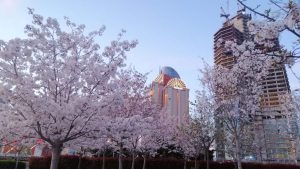 Blossoms at the Istanbul Technical University (ITU) campus and the Maslak skyline. Hilton Hotel is on the left, and Rams Beyond Istanbul (formerly known as the Rams Tower and the Diamond of İstanbul) is on the right. It is under construction since 2003.