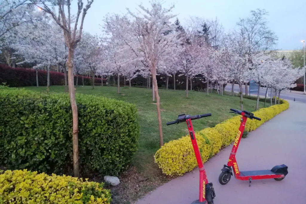Blossoms at the Istanbul Technical University (ITU) campus. Two electric scooters also can be seen in the photo.