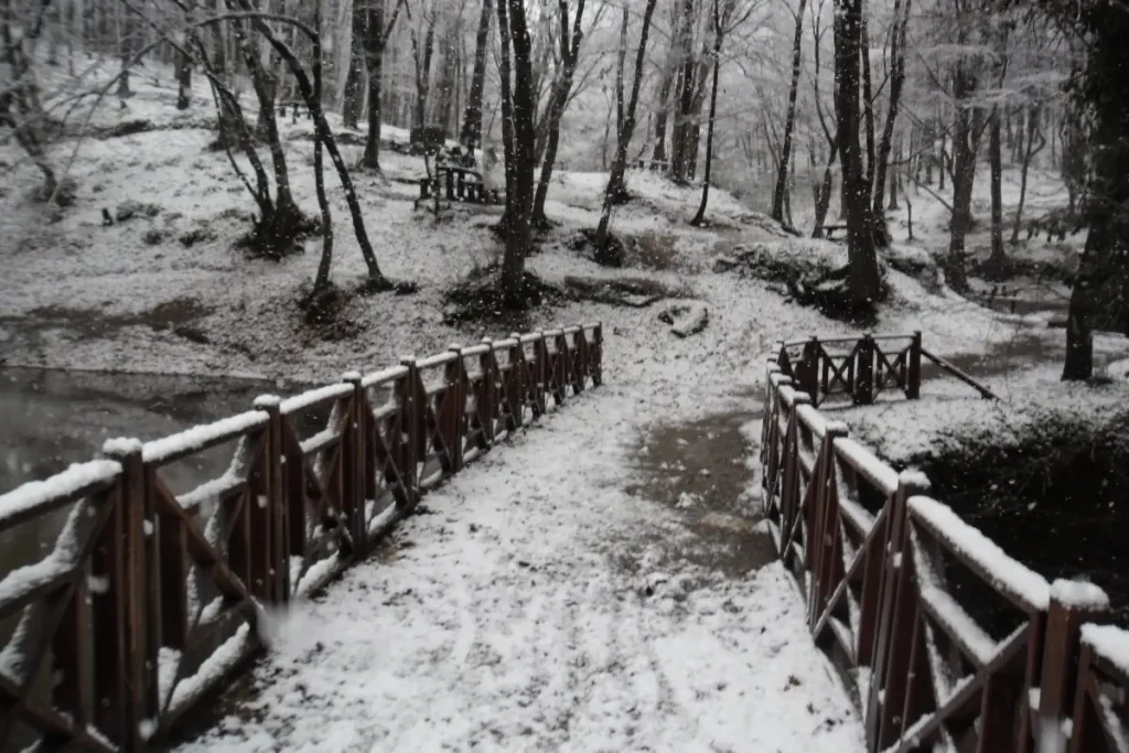 Snow-covered Belgrade Forest