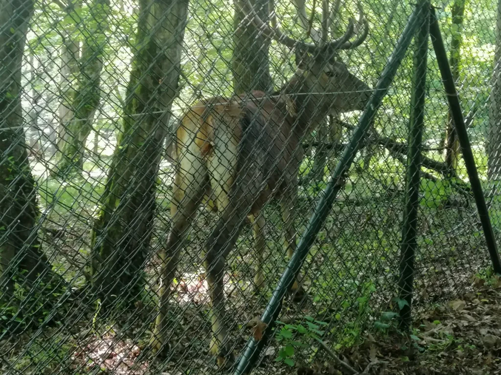 A huge deer in the Belgrade Forest, Istanbul