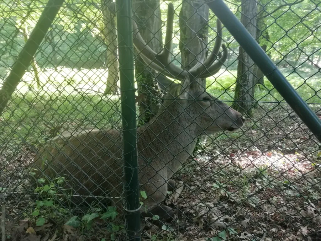 A huge deer in the Belgrade Forest, Istanbul