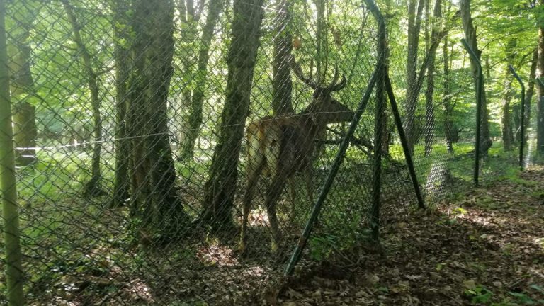 A huge deer in the Belgrade Forest, Istanbul