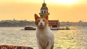 Istanbul cats: A cat perches gracefully against Istanbul’s stunning skyline, with the iconic Maiden's Tower and the historic peninsula in the background