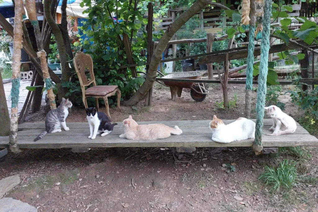 Cat sanctuary