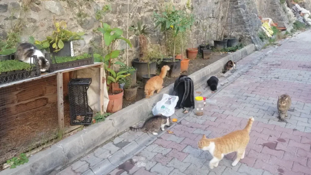 Some of the many stray cats that I take care of in Istanbul.