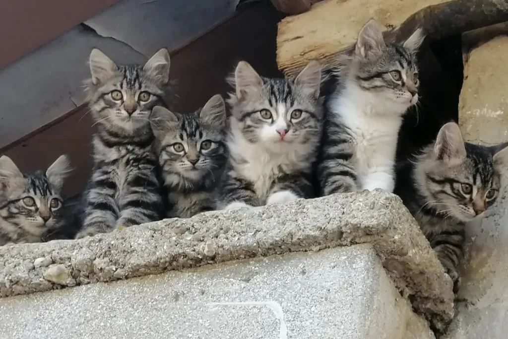 A few of the many kittens in Istanbul that I have supported with feeding and medical care