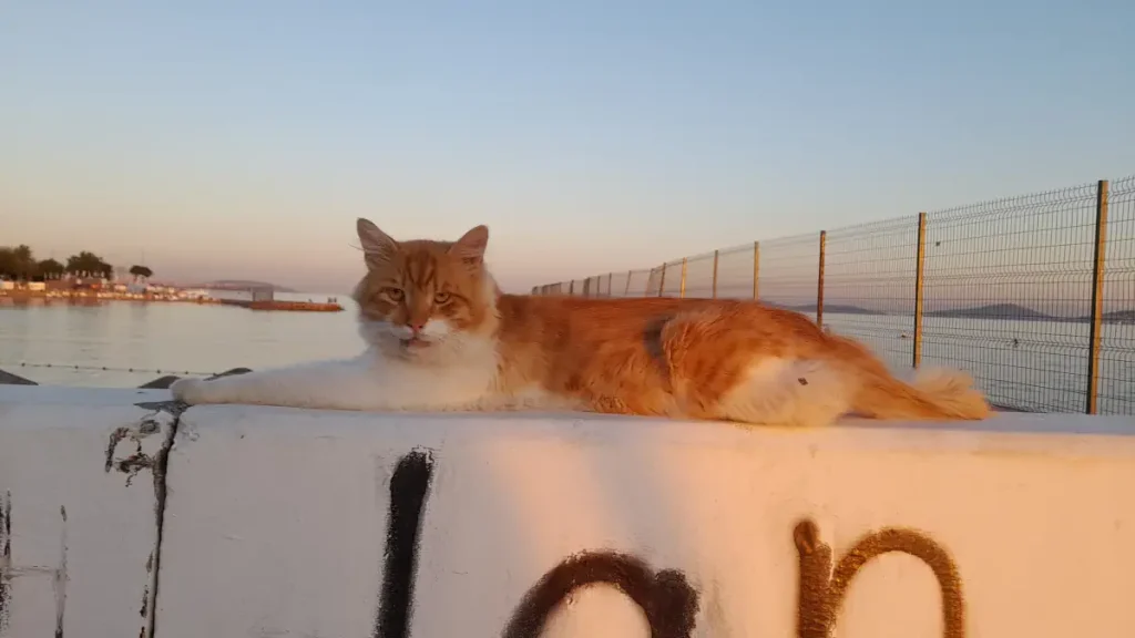 A stray cat in Istanbul, June 2025