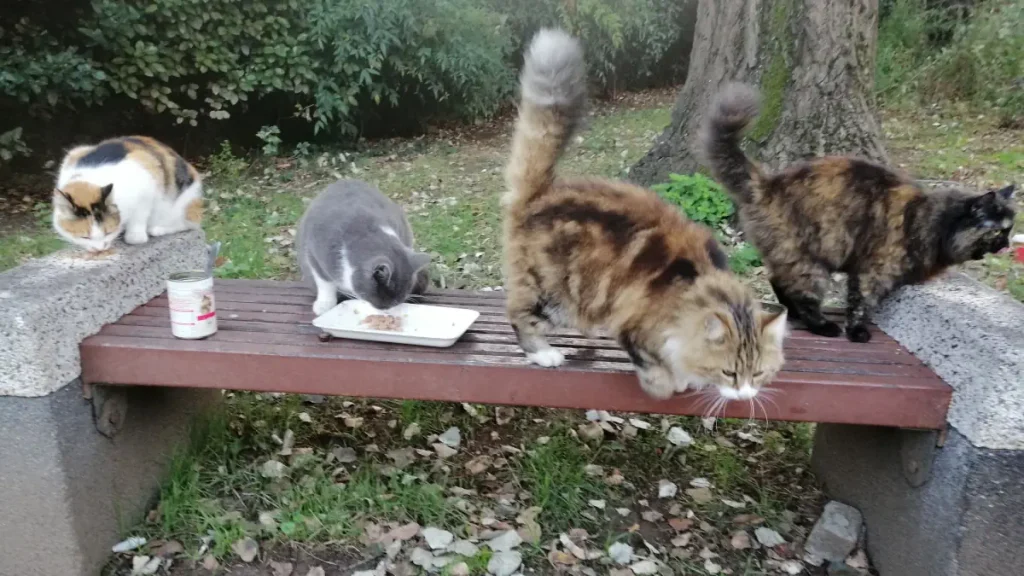 Is it safe to pet stray cats in Istanbul? Some of the stray cats I care for.