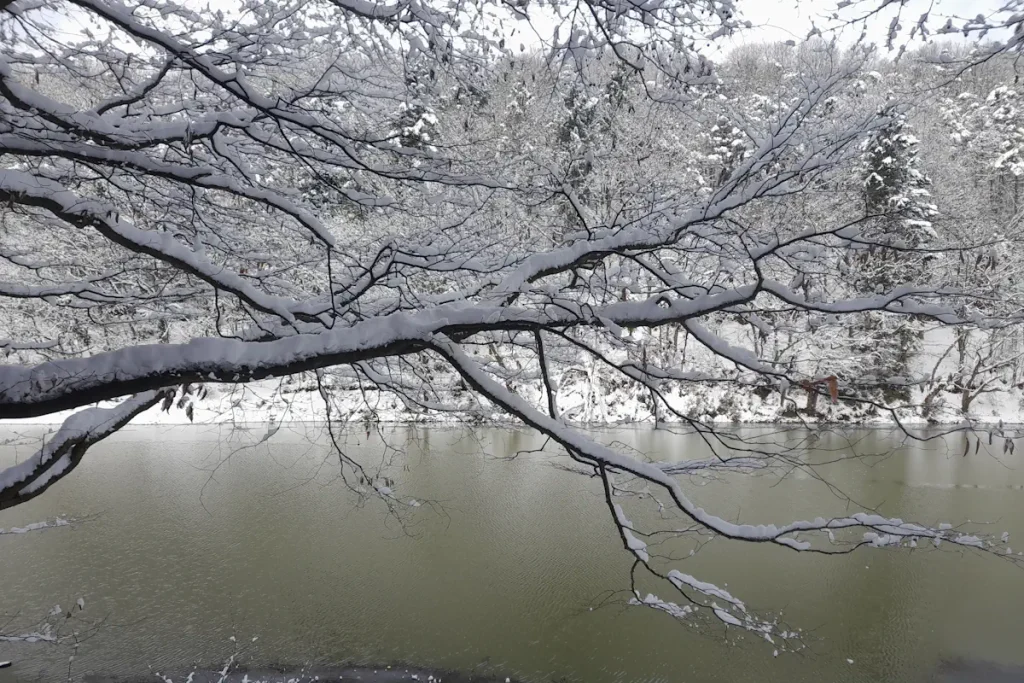 Snow-covered trees frame the calm waters of Topuzlu Dam’s reservoir in Belgrad Forest, Istanbul, creating a peaceful and picturesque winter scene.