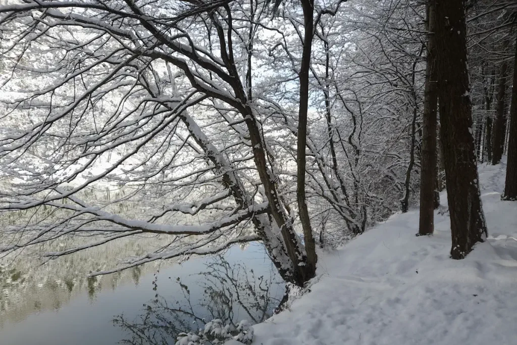 A peaceful winter scene in Belgrad Forest, Istanbul. Snow-laden branches reflect over the calm waters of Topuzlu Bend, creating a magical landscape.