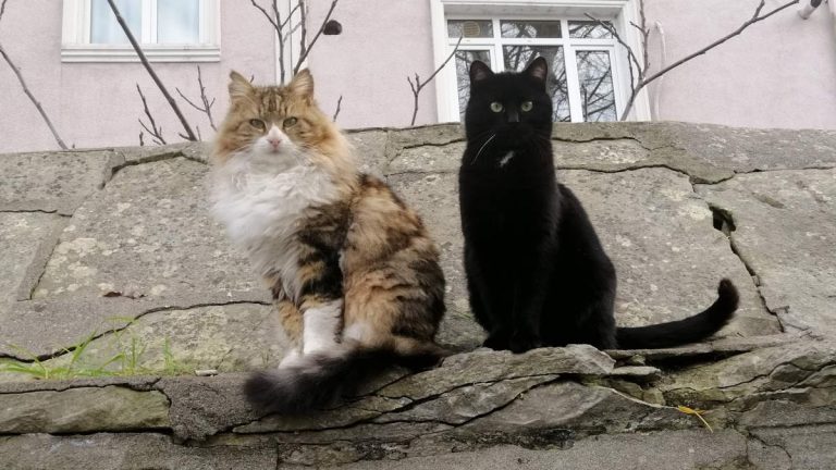 Is it safe to pet stray cats in Istanbul? Two of Istanbul's stray cats that I care for: Yulaf (Oatmeal) and Sincap (Squirrel)