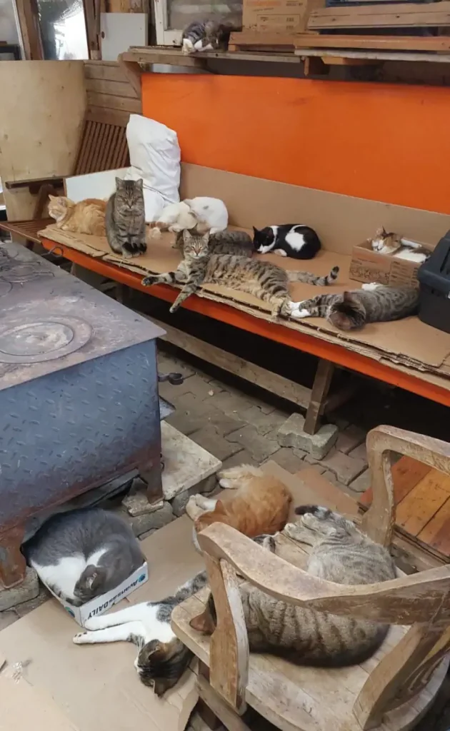 After a hearty meal, our beloved cats gather around the cast iron stove, soaking in its warmth on a chilly day.
