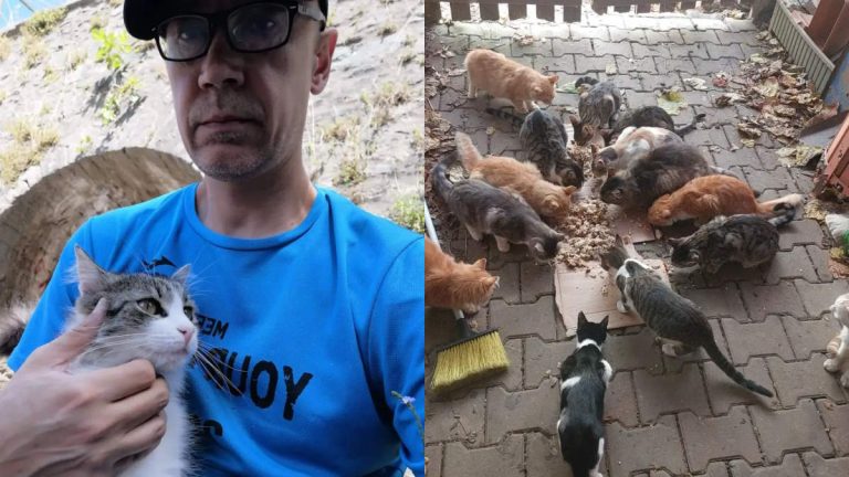 I take care of over 100 stray cats and 20+ stray dogs in Istanbul: feeding, rescuing, and providing medical care. My efforts were featured in Newsweek.