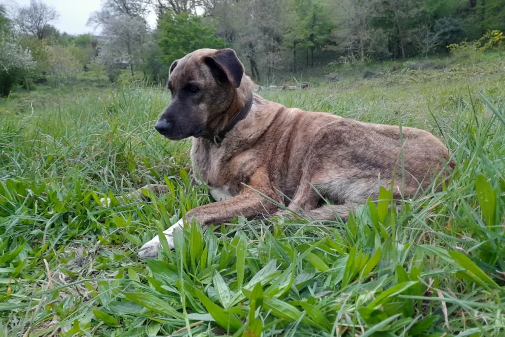 Hiking with Lady the rescue dog in the Belgrad Forest