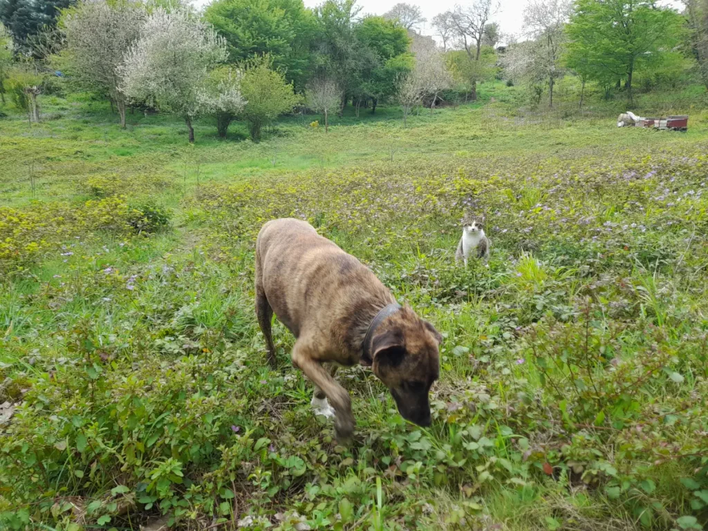 Lady the rescue dog exploring her new home at her own pace, under the quiet watch of a curious local cat.