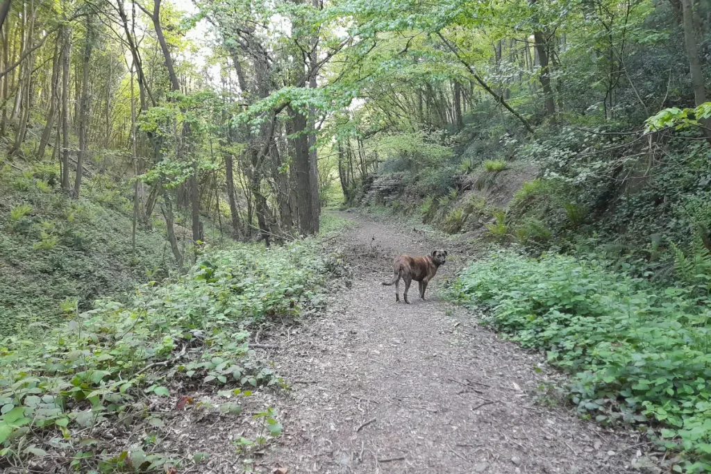 Hiking with Lady the rescue dog in the Belgrad Forest