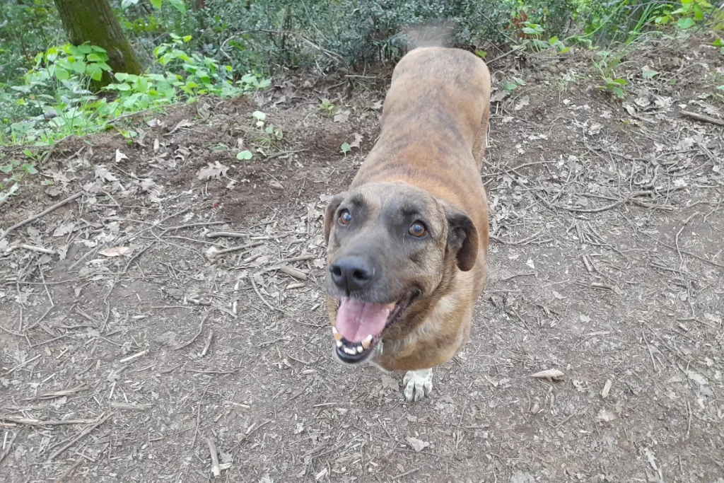 Lady the rescue dog is hiking in the Belgrad Forest