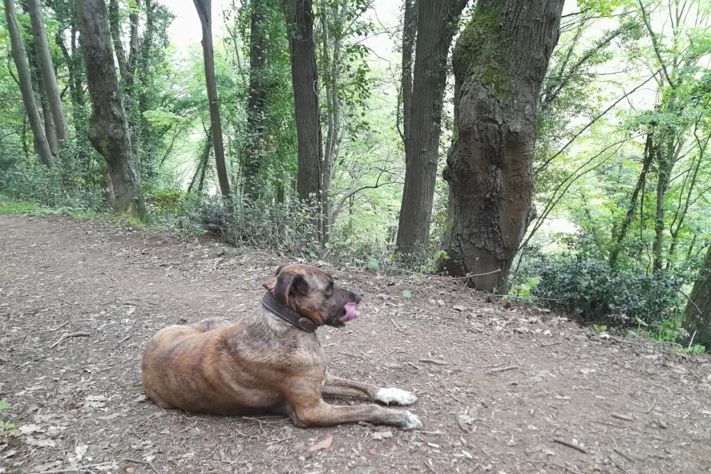 Lady the rescue dog in the Belgrad Forest