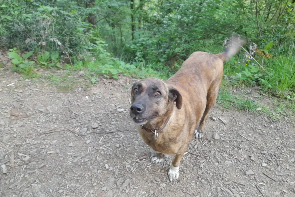 Lady the rescue dog in the Belgrad Forest
