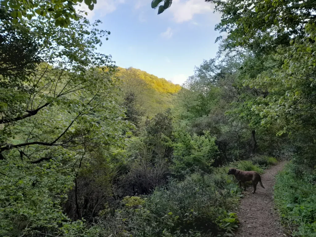 Hiking with Lady the rescue dog in the Belgrad Forest