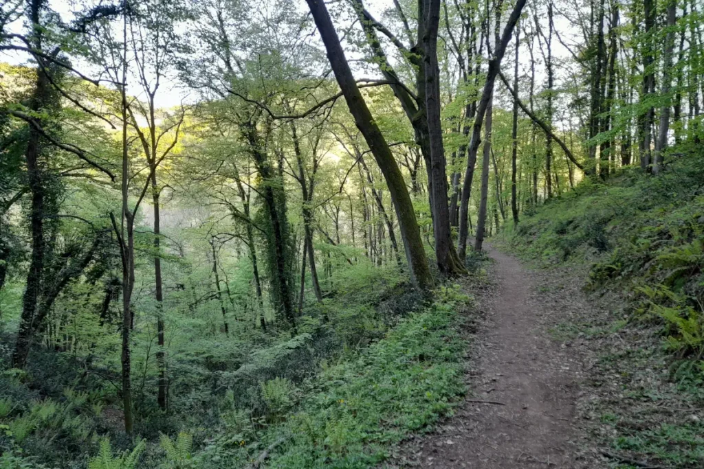 Belgrade Forest, Istanbul, in April 2025