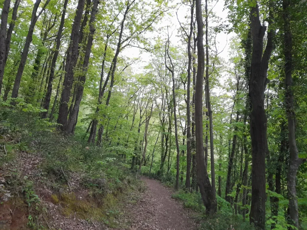 Belgrade Forest, Istanbul, in April 2025