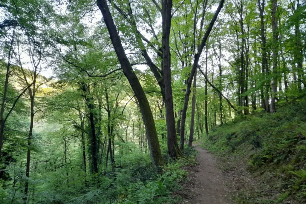 Belgrade Forest, Istanbul, in April 2025