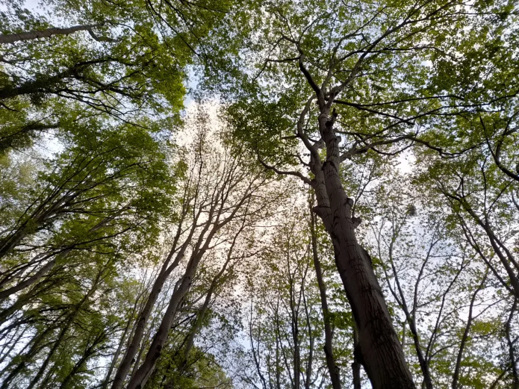 Belgrade Forest, Istanbul, in April 2025
