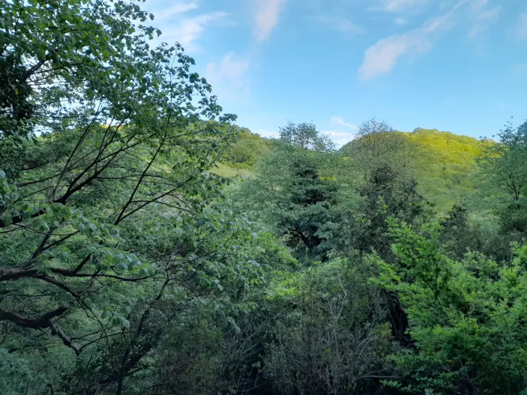 Belgrade Forest, Istanbul, in April 2025