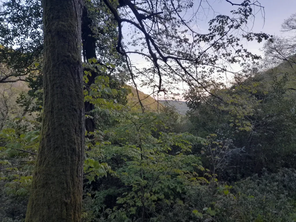 Belgrade Forest, Istanbul, in April 2025