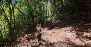 Hiking in the Belgrad Forest with Lady the Rescue Dog and Cats