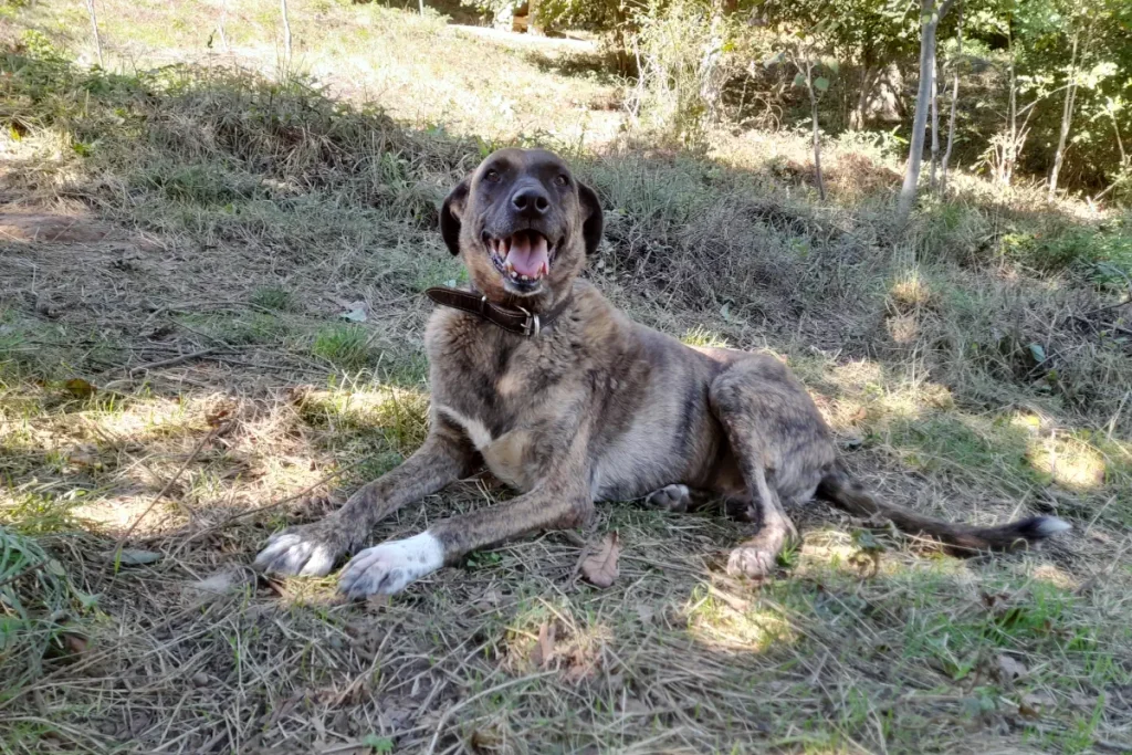 Lady the rescue dog rests and enjoys the October sun at our sanctuary in Belgrad Forest, Bahçeköy, Istanbul